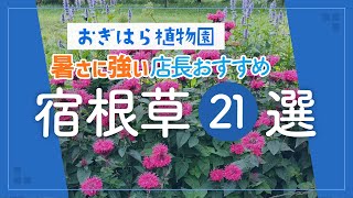 【おぎはら植物園のプロ直伝】真夏に輝く！オススメ最強宿根草21選を紹介！夏のガーデニング あしかがフラワーパーク【栃木県足利市】Gardening Natural Garden