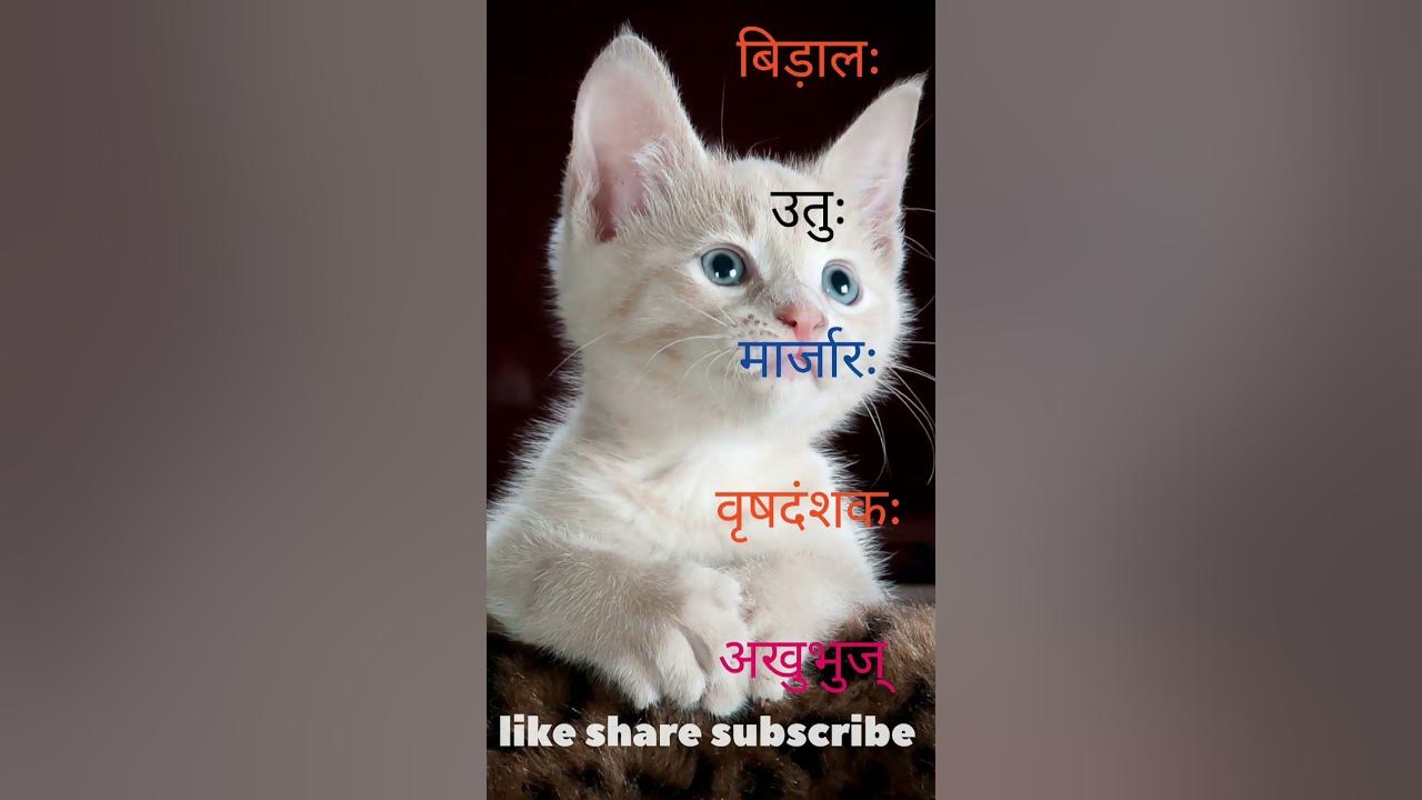 sanskrit पर्यायवाची शब्द cat 🐈 ytviral trending ytshorts YouTube