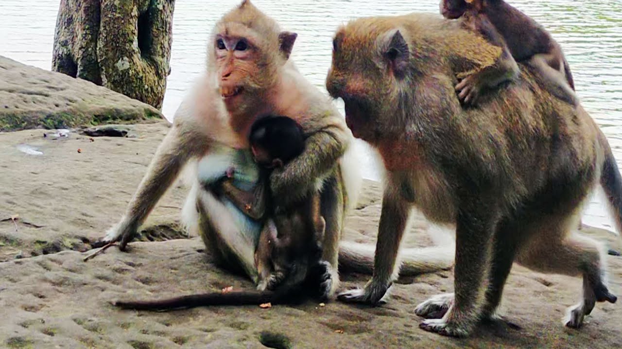Monkeys carrying baby walk along moat - YouTube