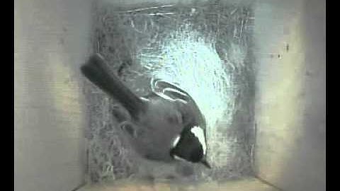 10_27_17 - Mamma mees wordt gevoerd door Pa.asf