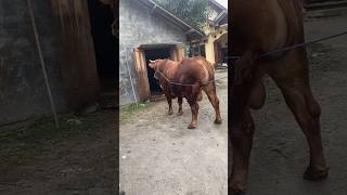 Limousin Cross Kandang Berkah Asrep Farm