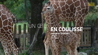 A La Rencontre Des Bebes De La Savane Ep 1 Youtube A La Rencontre Des Bebes De La Savane Ep 1 Youtube