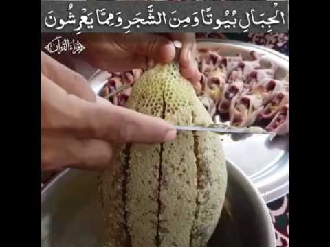 العسل في القرآن ماهر المعيقلي