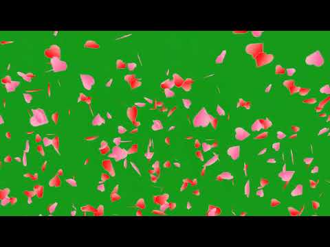 Falling Rose petals on surface | Green Screen Library
