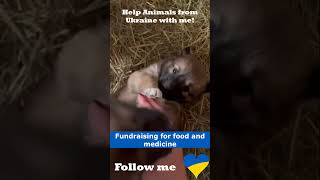 Stray To Stardom Rescued Pet Superstars