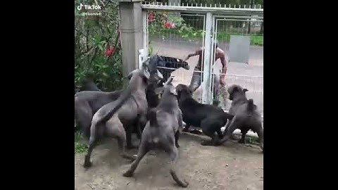 Cani feroci vogliono attaccare un uomo..... ANIMALI.IT