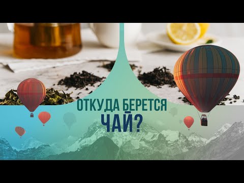 Откуда берется чай? Секрет самого популярного напитка в мире.