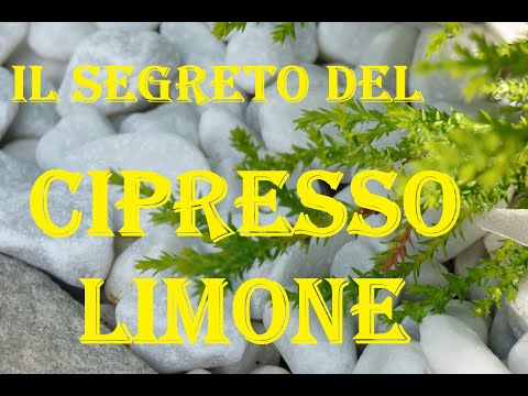 Video: Cura invernale del cipresso al limone: cosa fare con il cipresso al limone in inverno