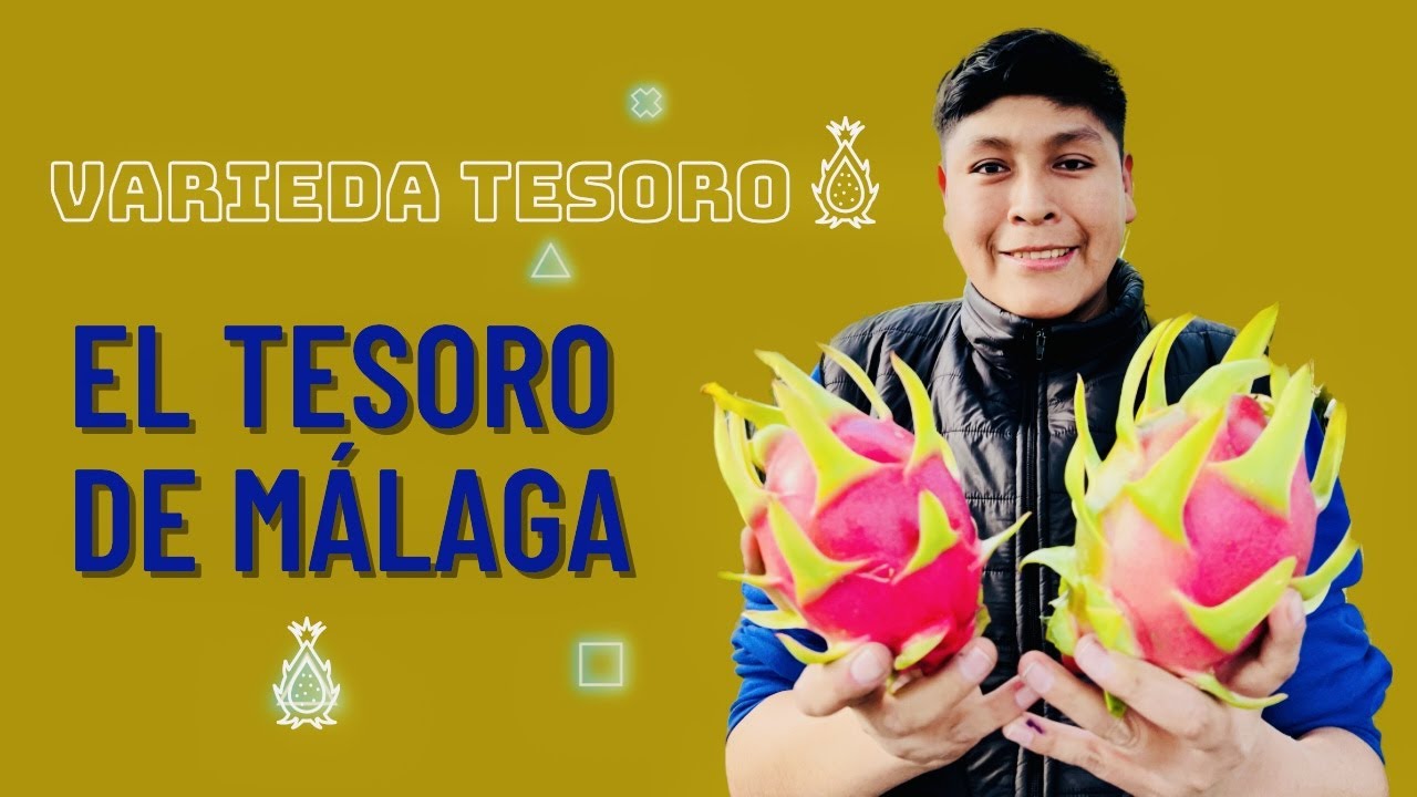 PITAHAYA VARIEDAD TESORO - El tesoro de Málaga España 🌵