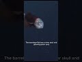 Deep-sea mysteries at their strangest!🤯#deepsea #nature #barreleyefish #underwatermysteries #short