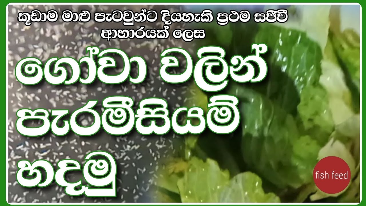 ගෝවා වලින් පැරමීසියම් හදමු Let's make paramecium from cabbage #fish #sinhala #srilanka @fishfeed1