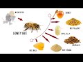 HONEYBEE PRODUCTS, Honey/ Bee pollens/ Bee venom/ Propolis/ Bee wax/ Royal_Jelly/ मधुमक्खी पालन #Bee