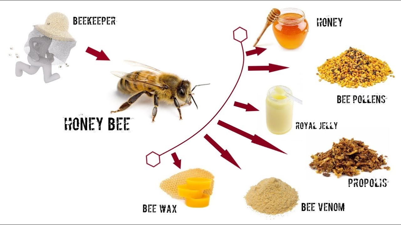 HONEYBEE PRODUCTS, Honey/ Bee pollens/ Bee venom/ Propolis/ Bee