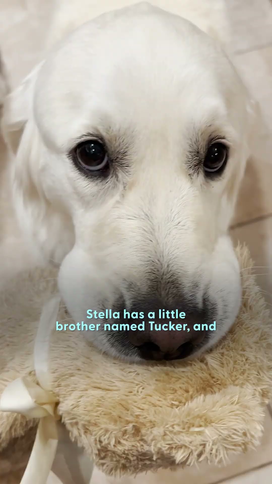Dog's Favorite Teddy Bear Needs Emergency Surgery | The Dodo