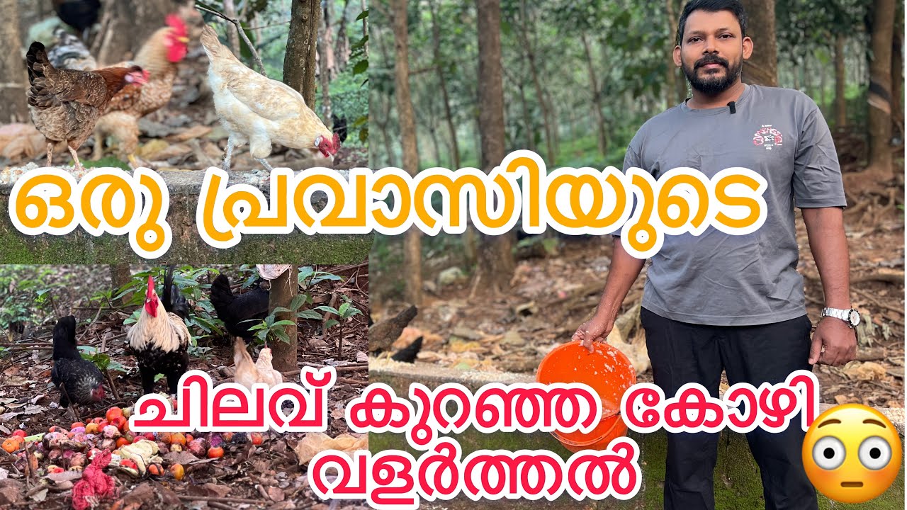 ഒരു പ്രവാസിയുടെ ചിലവ് കുറഞ്ഞ കോഴി വളർത്തൽ 😳