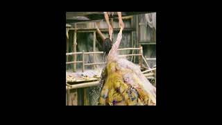 #horror #movie #movieclips #shortsvideo #shortsfeed #shorts.by MCF