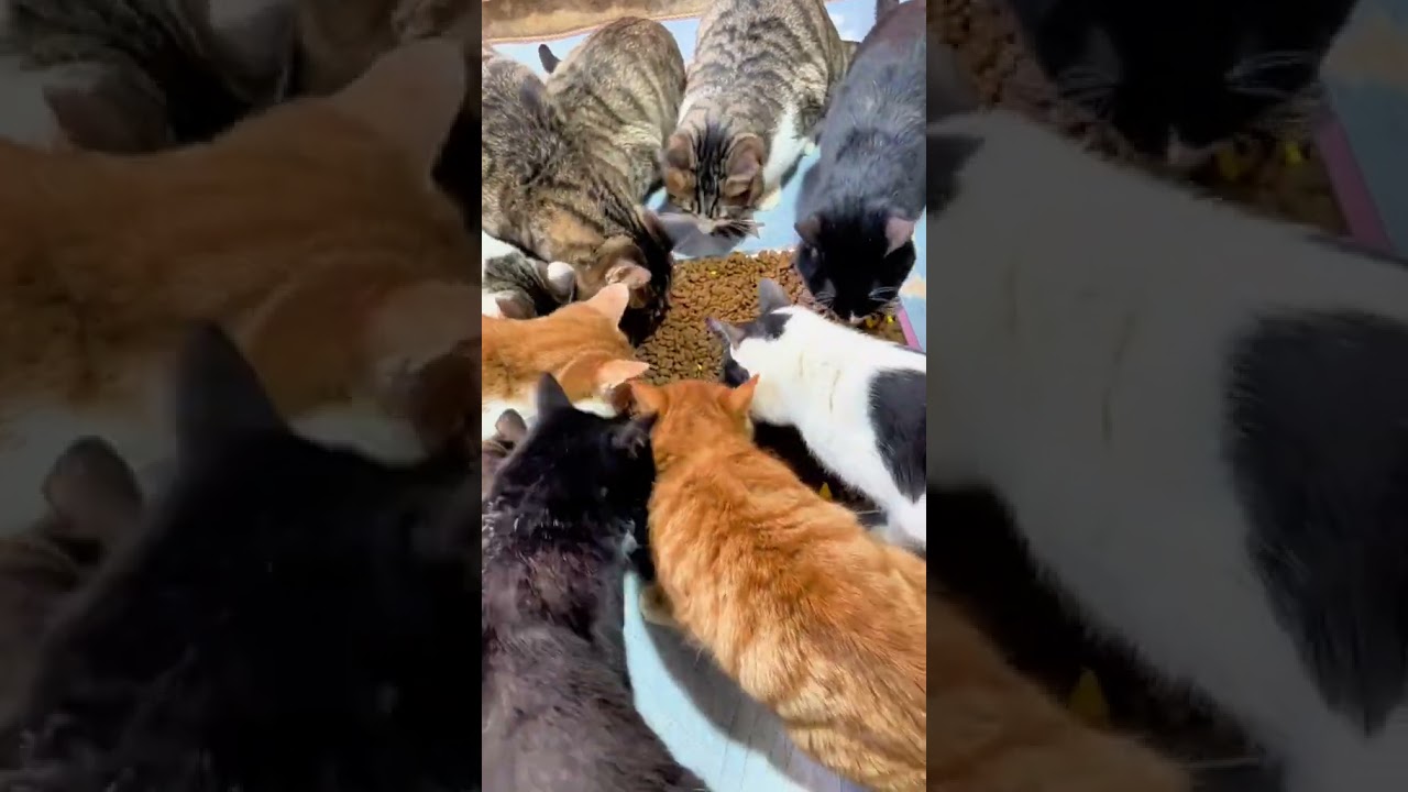 Cats family group eating time amazing video 