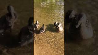 #уточка с малышами #милота
