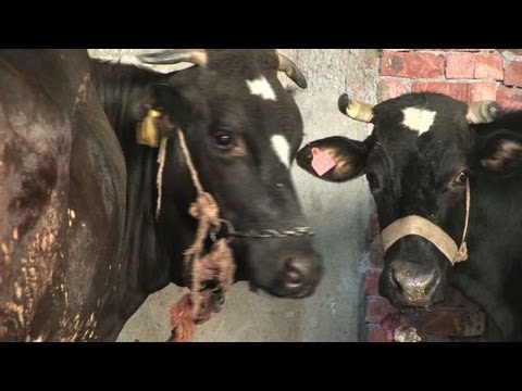 تفشي الحمى القلاعية في مصر يهدد المنطقة