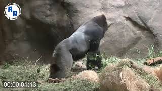 Gorilla Sitting Down, Standing up~ Animation Reference