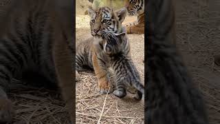 So sweet tiger love with cute cat #cutecharacter #fluffy #followme Cutepets888gmail