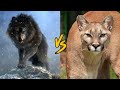 Dire Wolf vs Cougar (Puma concolor)