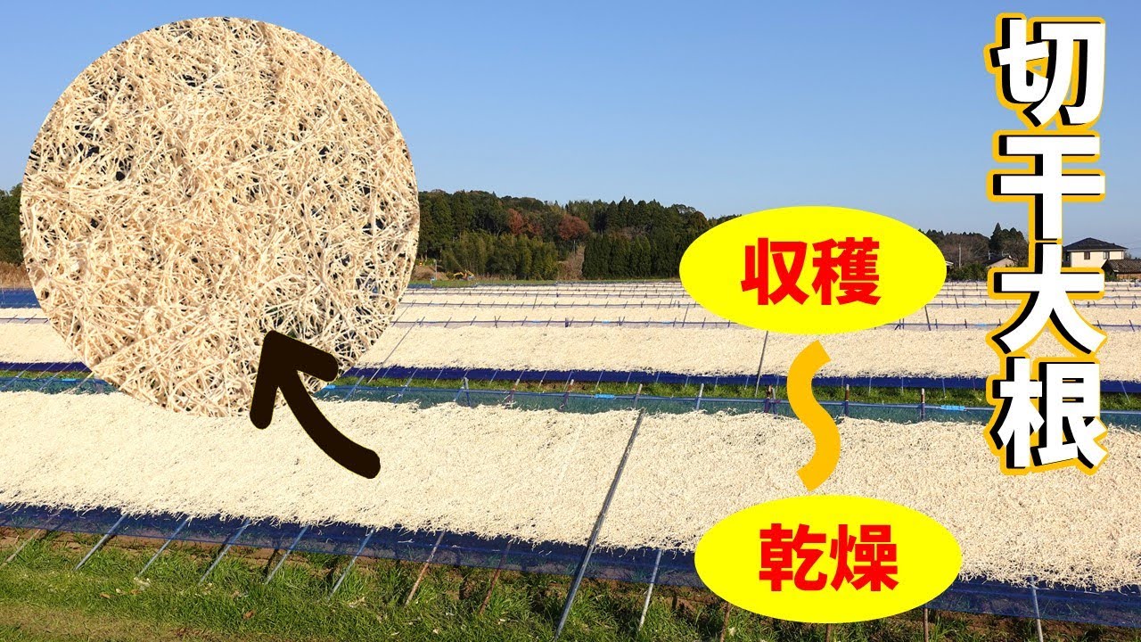 切干大根】大根収穫から乾燥まで！生産風景をお届けします！ - YouTube
