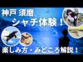 【周り方のコツ＆館内解説】必見！レストラン・シャチ丸ごと体験｜神戸須磨シーワールド｜関西おでかけvlog｜水族館