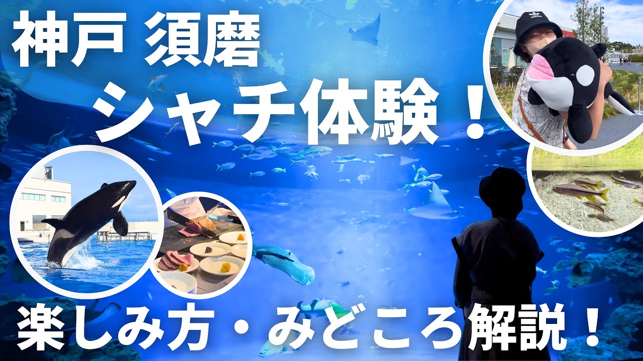 【周り方のコツ＆館内解説】必見！レストラン・シャチ丸ごと体験｜神戸須磨シーワールド｜関西おでかけvlog｜水族館