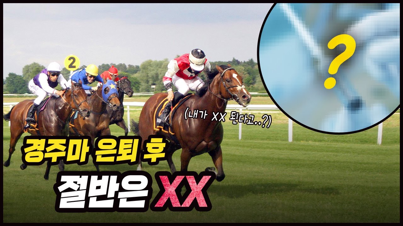 경주마의 절반은 은퇴 후 XX 된다고??