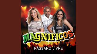 Video thumbnail of "Banda Magníficos - Pássaro Livre"