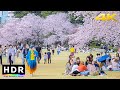 4K HDR // Tokyo Sakura 2022 - Shinjuku Gyoen National Garden