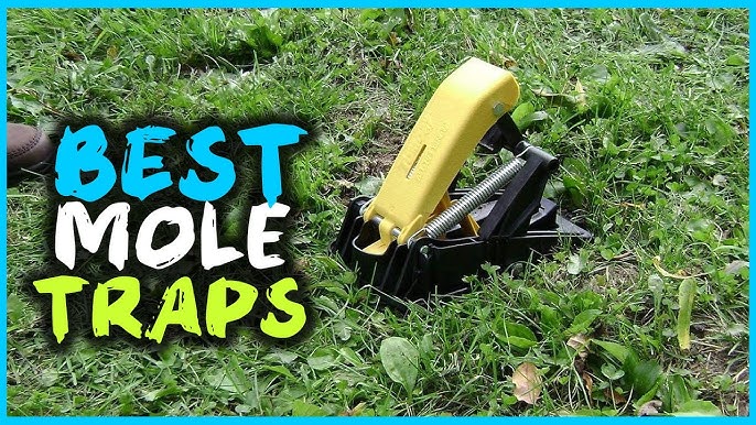 ALLRoad Mole Trap, Scissor Mole Trap That Kill Best, Powerful Eliminator  for Lawn Reusable Black Vole Traps Non-Toxic and Easy Setup