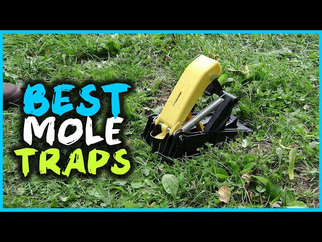  Tomcat Mole Trap, Innovative and Effective Mole Remover Trap  Kills Without Drawing Blood, Reusable and Hands-Free, 1 Trap : Patio, Lawn  & Garden