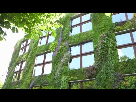 Jardin - Les plantes font le mur