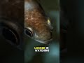 This insect thought it was safe, until the archerfish made its move.