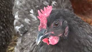 Blue Cuckoo Maran Hens