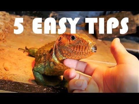 Video: Jak zkrotit ještěrku (nebo Reptile)