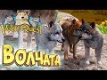 РАСТИМ ВОЛЧАТ - WolfQuest #3