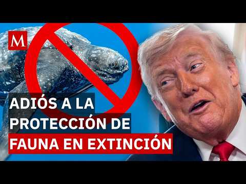 Why will accidental animal deaths no longer be illegal under Trump?
