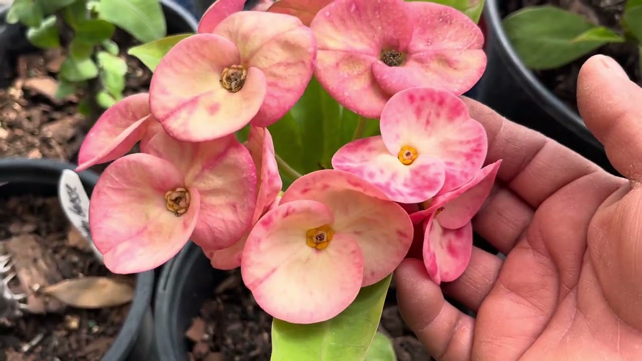 Hola, Hola 👋 Un Nuevo Video #plants#euphorbiamilli#flowers 