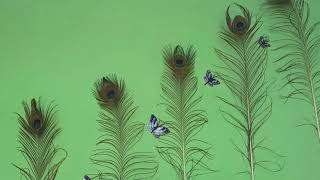 Home Decoration Ideas Peacock feathers Decoration Ideas How to decorate your Wall House Home Decor screenshot 4