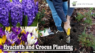 Hyacinth and Crocus Planting