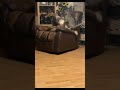 Funny Cat Videos - Cat Beat Dog | Cat And Video #Shorts