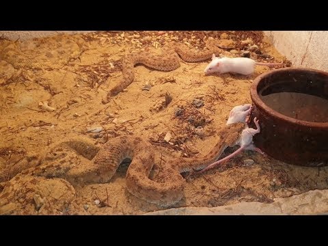 فيديو: ماذا تأكل الثعابين؟