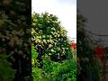 My Elderberry Tree #tnog #youtubeshorts #gardening #ytshorts #fruittrees #herbs #yt