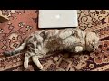 Загружается не открывается приложения стрим 27.09.2021 MacBook Pro 13 Mid 2012 A1278