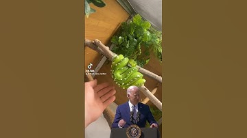 Some days it’s just how the GTP life goes. #gtp #aru #biak #greentreepython #python #pythons #snake