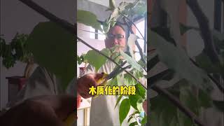 Master the Art of Bougainvillea Pruning and Fertilization