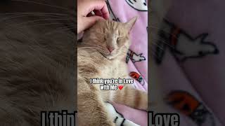 I Love You Toocat cats